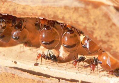 Co jsou mravenci druhu Camponotus floridanus